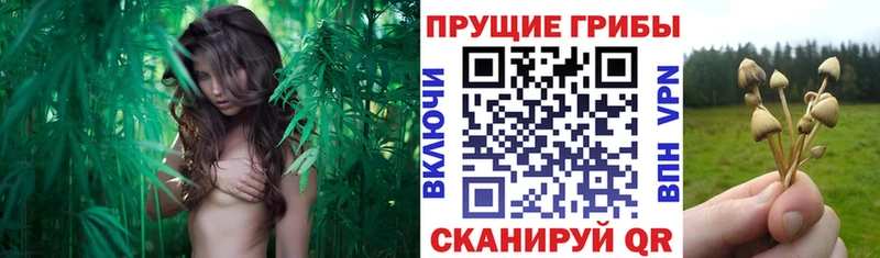 Псилоцибиновые грибы Cubensis  Заинск 